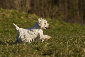 CACIB Kassel, Deutschland, 7. Dezember 2014<br>Internationale Rassehundeausstellung