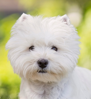CACIB 2015 Nürnberg, Deutschland<br>41. Internationale Rassehunde-Ausstellung<br>10. Januar 2015