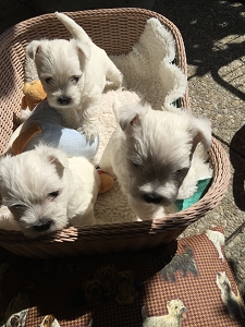 1.August 2015<br>Nachwuchs bei den Zueriseewesties mit Marilyn Mara Lady of Beacon Hill Treasure