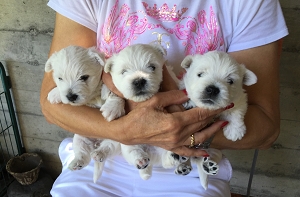 1.August 2015<br>Nachwuchs bei den Zueriseewesties mit Marilyn Mara Lady of Beacon Hill Treasure