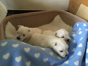 1.August 2015<br>Nachwuchs bei den Zueriseewesties mit Marilyn Mara Lady of Beacon Hill Treasure