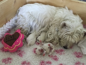 1.August 2015<br>Nachwuchs bei den Zueriseewesties mit Marilyn Mara Lady of Beacon Hill Treasure