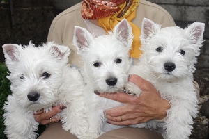 1.August 2015<br>Nachwuchs bei den Zueriseewesties mit Marilyn Mara Lady of Beacon Hill Treasure