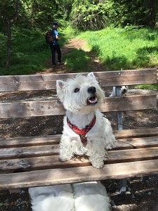 Z&uuml;riseewestie-Treff in Flims<br>25. Juni 2016