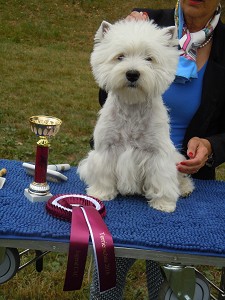 Nationale CAC-Terrierschau 2016, Eiken<br>20./21. August 2016