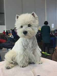 Expositions Canines Internationales<br>18. – 20. November 2016 Genève