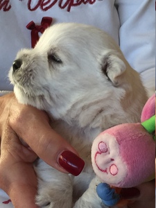 23. November 2016<br />Nachwuchs bei den Zueriseewesties