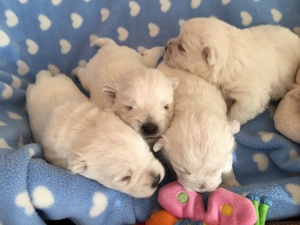 23. November 2016<br />Nachwuchs bei den Zueriseewesties