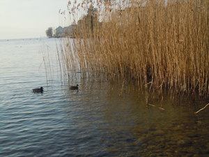 11. Februar 2017 Seehafen M&auml;nnedorf &ndash;<br />im Unterland meldet sich bereits der Fr&uuml;hling