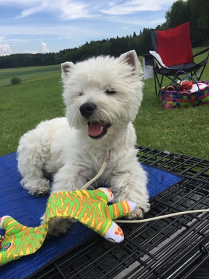 5. Terrier Ausstellung<br />16. Black & White Show<br />Oberhasli, 27./28. Mai 2017
