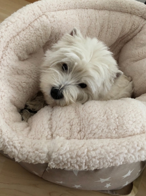 Neues Hundebett aus Deutschland