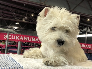 CACIB Mulhouse, Frankreich<br />La Canine du Haut-Rhin<br />14. April 2018