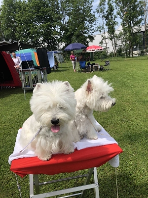 CAC-Terrierschau Oberhasli<br />7. Terrierausstellung 26. Mai 2018<br />17. Black & White Clubshow 27. Mai 2018