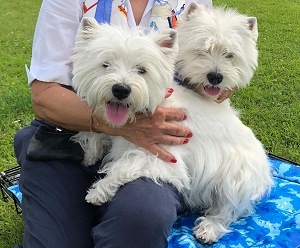 CAC-Terrierschau Oberhasli<br />7. Terrierausstellung 26. Mai 2018<br />17. Black & White Clubshow 27. Mai 2018
