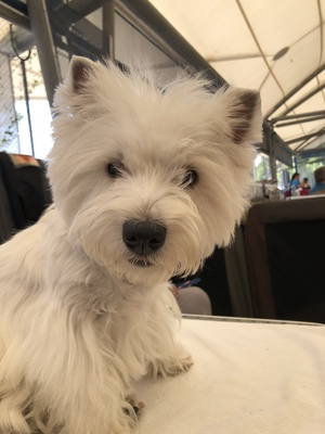 CACIB Kreuzlingen<br>Internationale Hundeausstellung IHA<br>3. August 2018