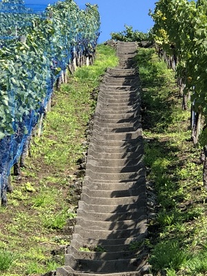 Heisser Sommer 2018 in den Reben<br>Lattenberg, M&auml;nnedorf