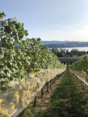 Heisser Sommer 2018 in den Reben<br>Lattenberg, M&auml;nnedorf