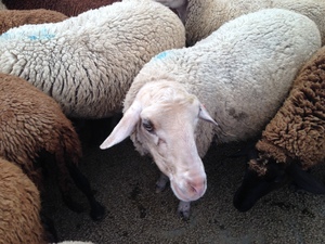 Schafschur (annual sheep shearing festival)<br>13. Oktober 2018