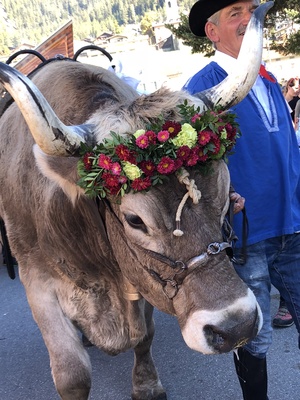 Schafschur (annual sheep shearing festival)<br>13. Oktober 2018