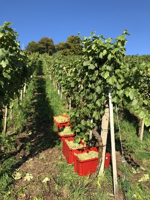 Goldener Herbst im Lattenberg