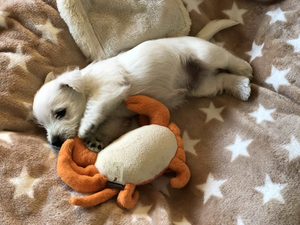 Unsere Champion H&uuml;ndin Yoko Chanel