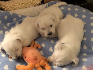 Unsere Champion H&uuml;ndin Yoko Chanel