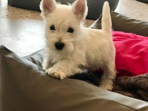 Sylvester 2018<br>mit Sack und Pack nach Savognin