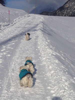 Sylvester 2018<br>mit Sack und Pack nach Savognin