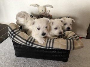 Flash News - Nachwuchs bei den Zueriseewesties