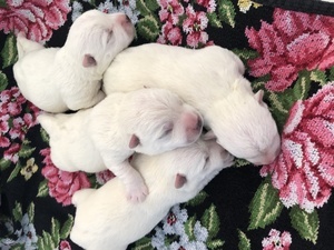 Flash News - Nachwuchs bei den Zueriseewesties