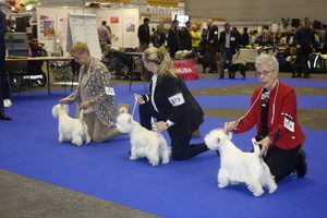 Expositions Canines Internationales<br />17. - 20. November 2019 Gen&eacute;ve