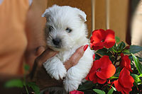 Jacky Joy