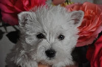 Noisette Vanilla